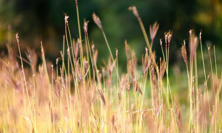 medicines that should not be used to treat tamophage